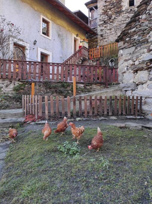CASA DEL CIOS calda e intima casetta immersa nel verde delle montagne Alpe Basciumo Esterno foto