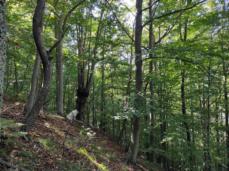CASA DEL CIOS calda e intima casetta immersa nel verde delle montagne Alpe Basciumo Esterno foto